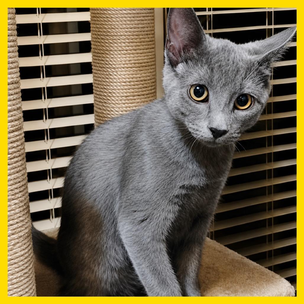 Enlarge Josie, a Adoptable Domestic Short Hair in Laramie, WY image 2/4
