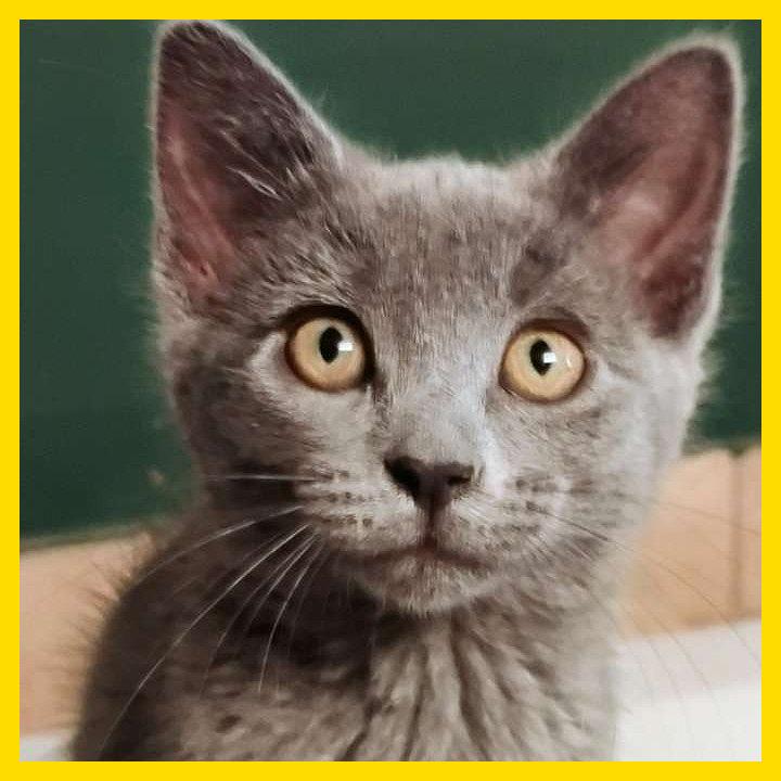 Enlarge Josie, a Adoptable Domestic Short Hair in Laramie, WY image 3/4
