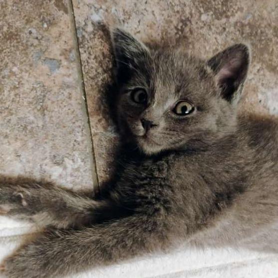 Enlarge Josie, a Adoptable Domestic Short Hair in Laramie, WY image 4/4