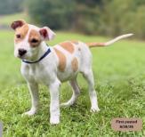 Rowdy, Adoptable, Puppy Male Labrador Retriever & Mixed Breed.