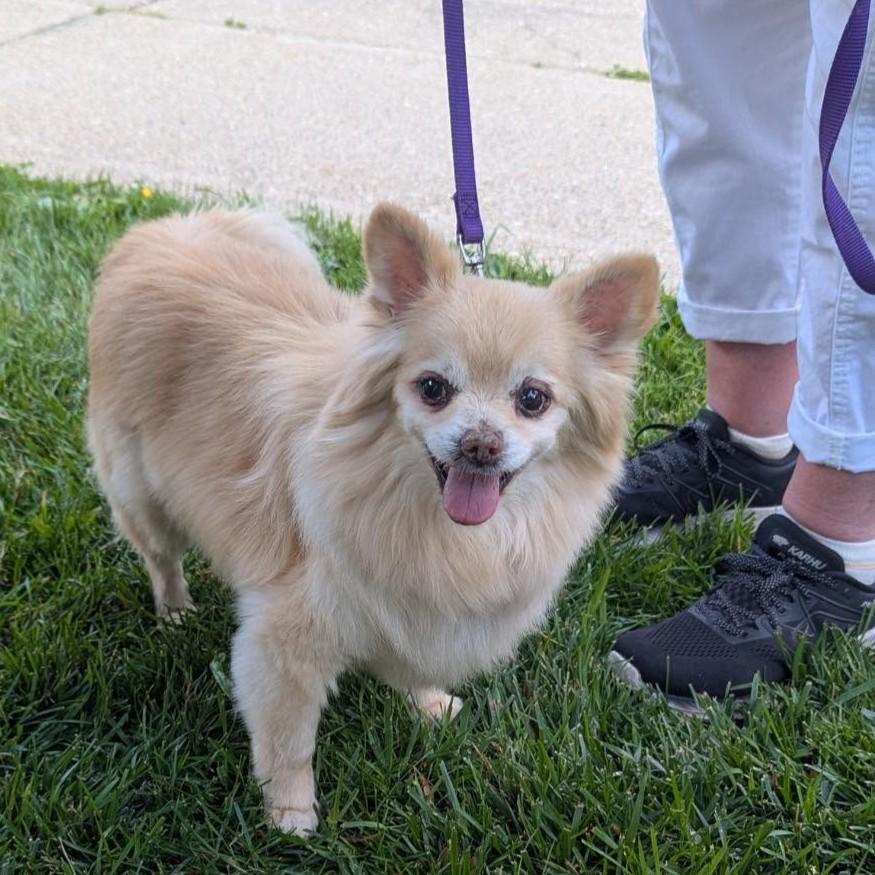 Jean Luc, Adoptable, Senior Male Pomeranian.