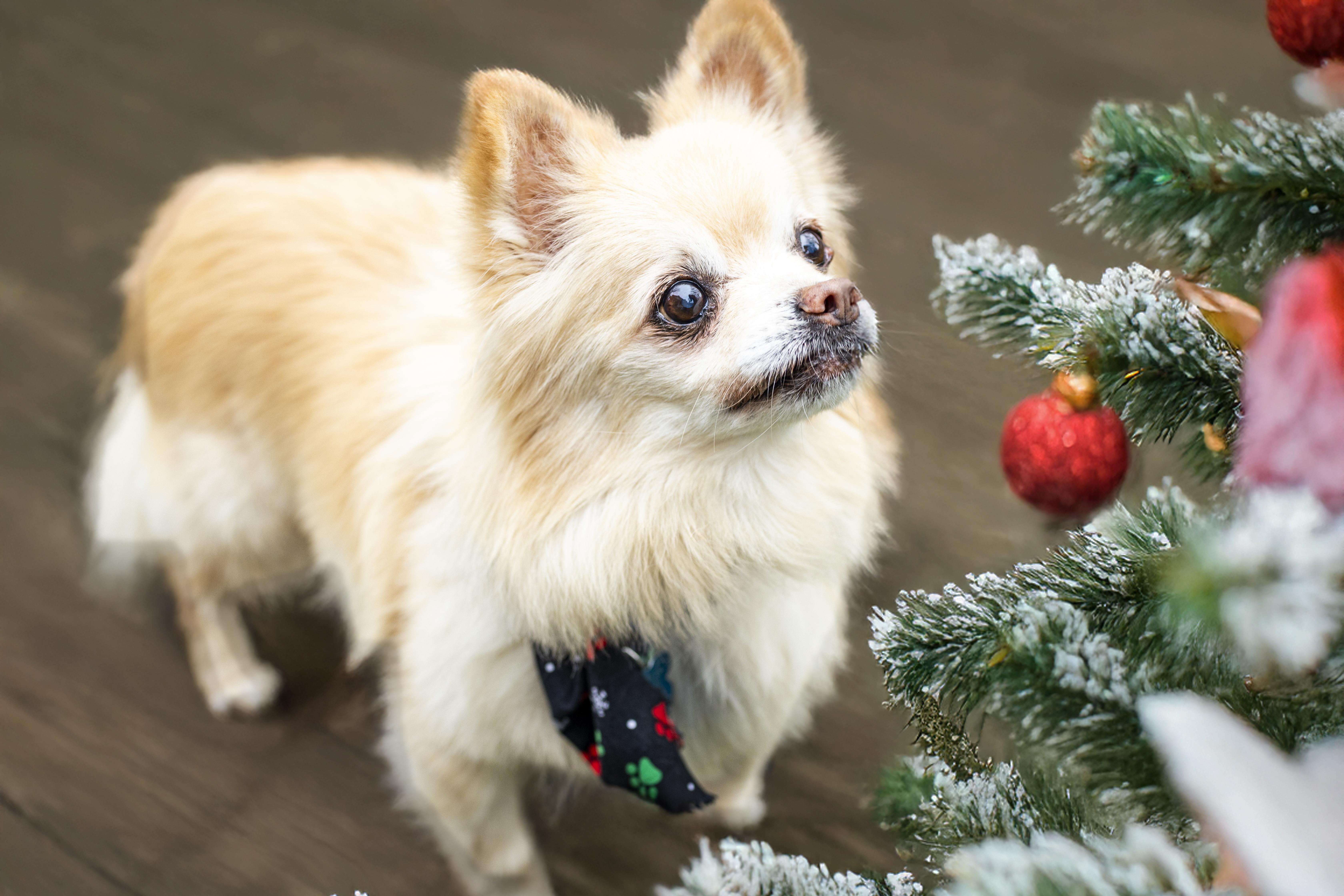 Enlarge Jean Luc, a Adoptable Pomeranian in Kellogg, ID image 2/5