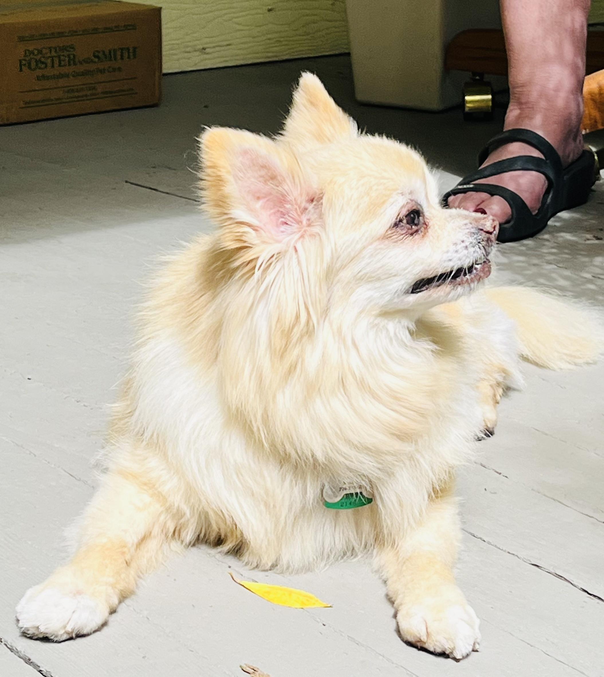Jean Luc, a Adoptable Pomeranian in Kellogg, ID image 2/4
