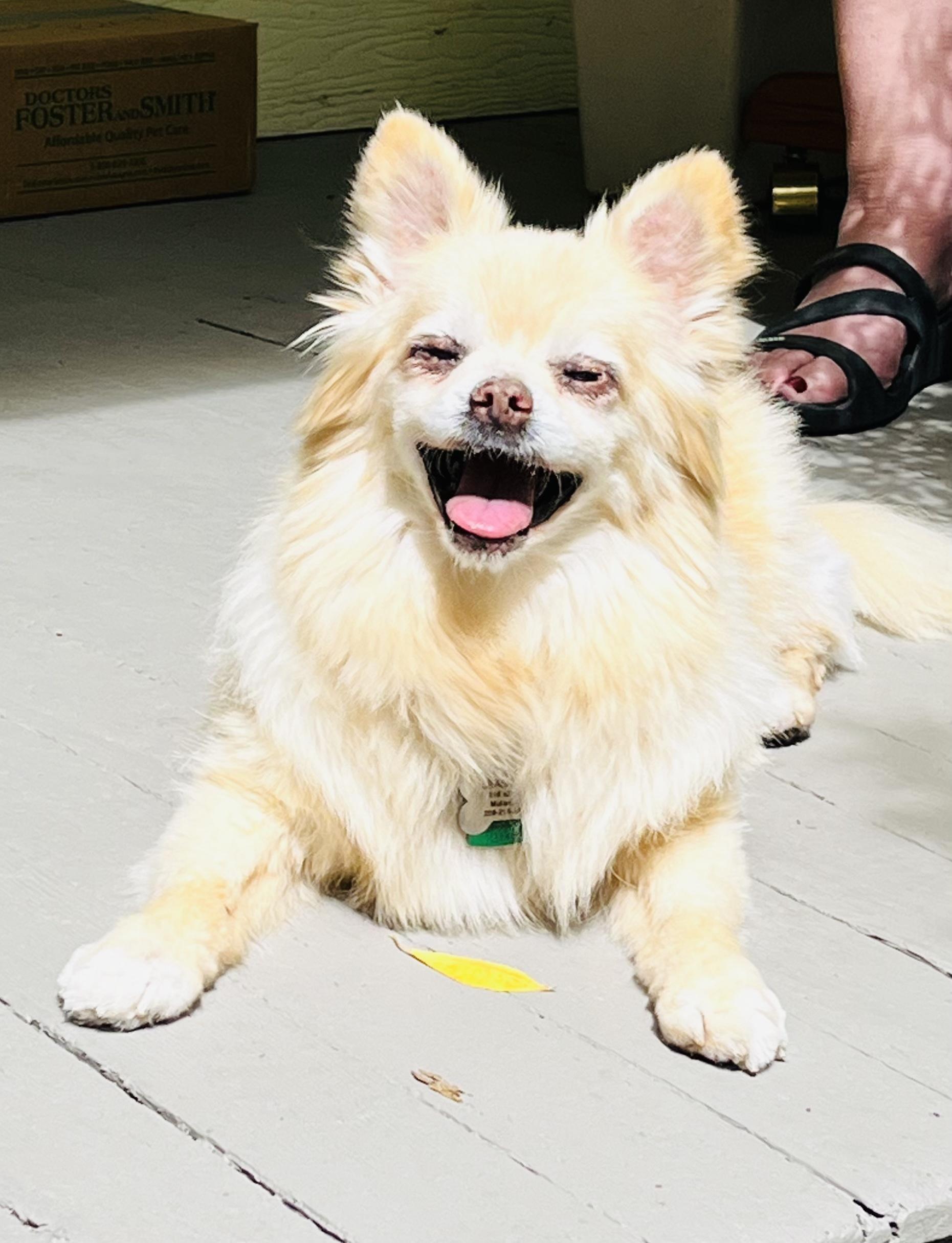 Jean Luc, a Adoptable Pomeranian in Kellogg, ID image 3/4