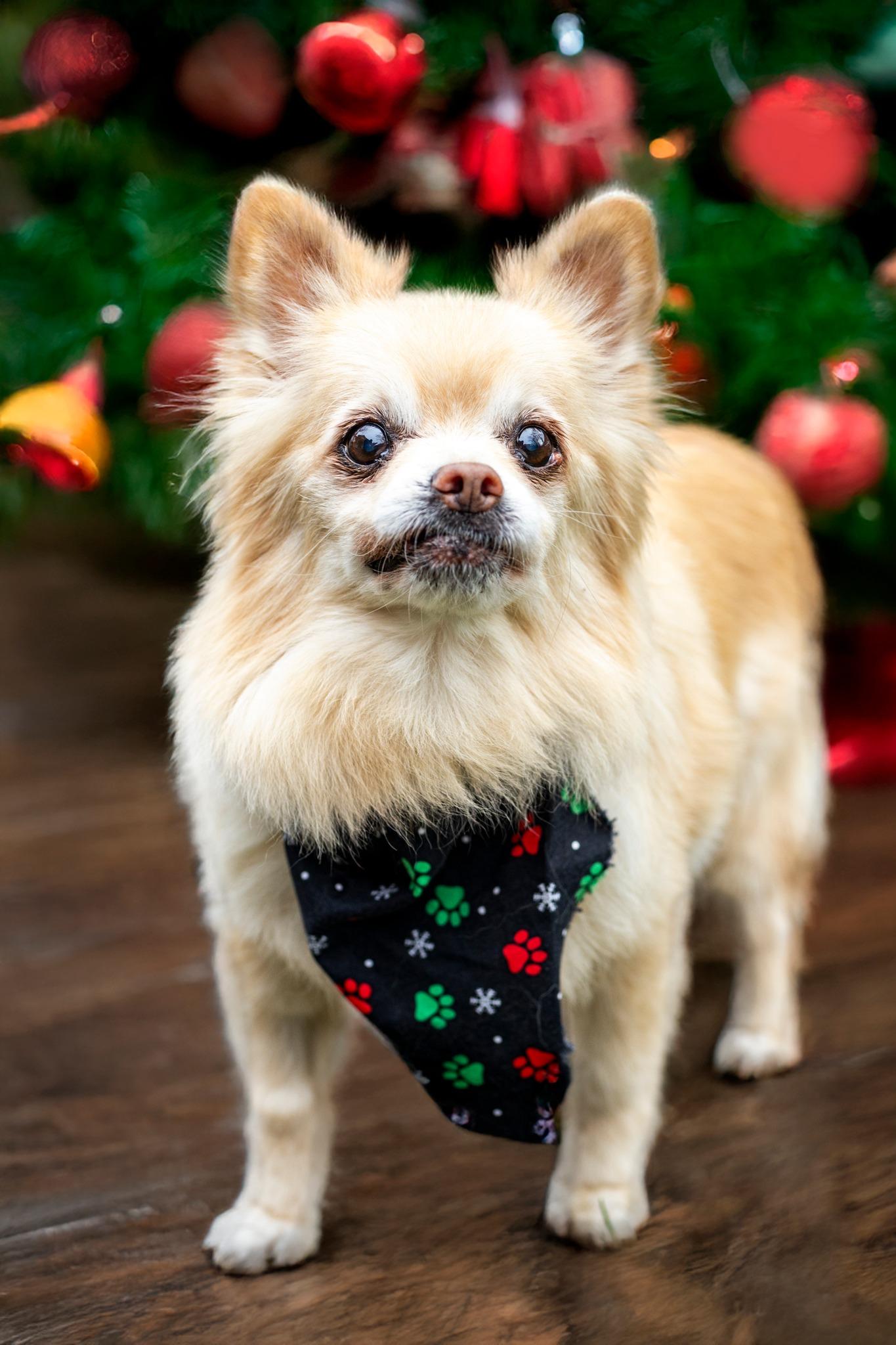 Jean Luc, Adoptable, Senior Male Pomeranian.