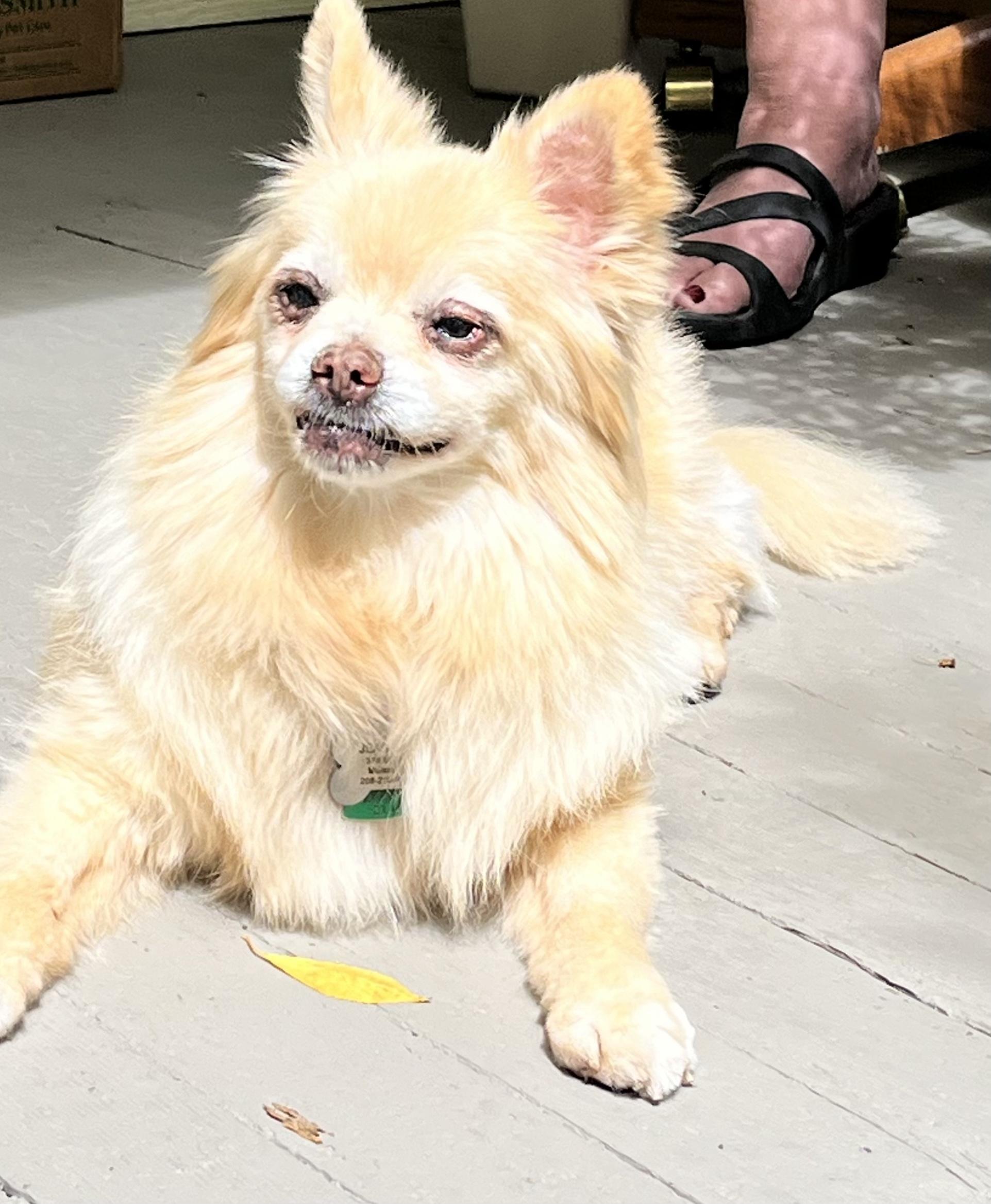 Jean Luc, an adoptable Pomeranian in Kellogg, ID, 83837 | Photo Image 3
