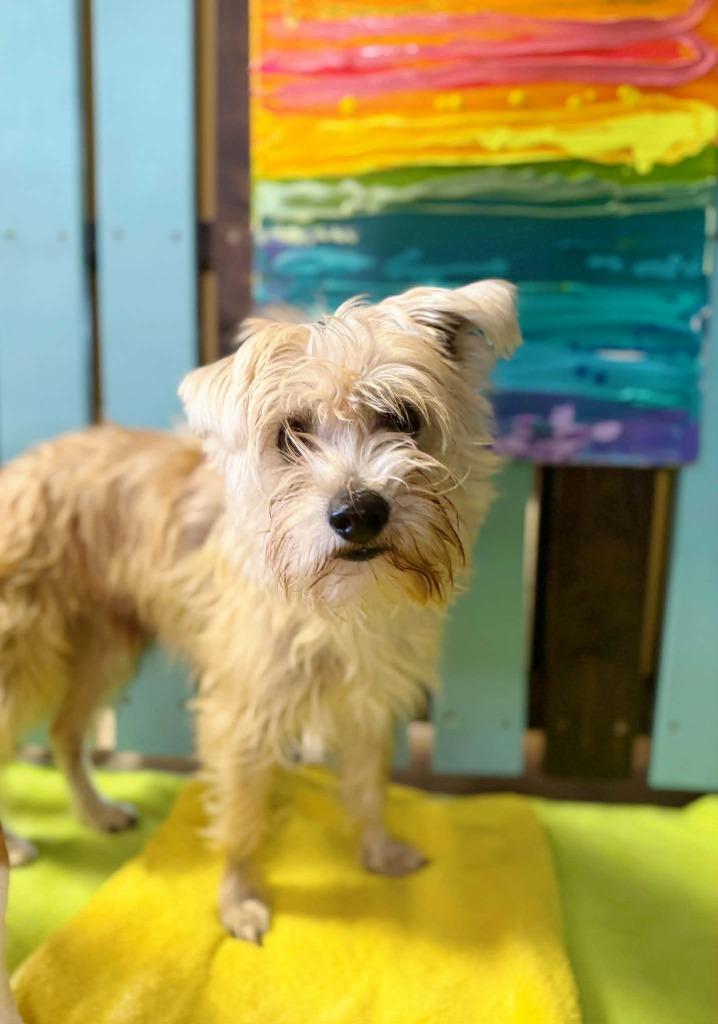 Cowardly Lion, Adoptable, Young Male Chihuahua & Wirehaired Terrier.