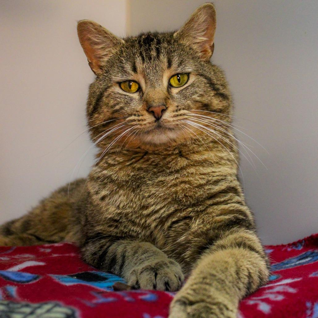 Enlarge Slappy, a Adoptable Domestic Short Hair in Canastota, NY image 1/2