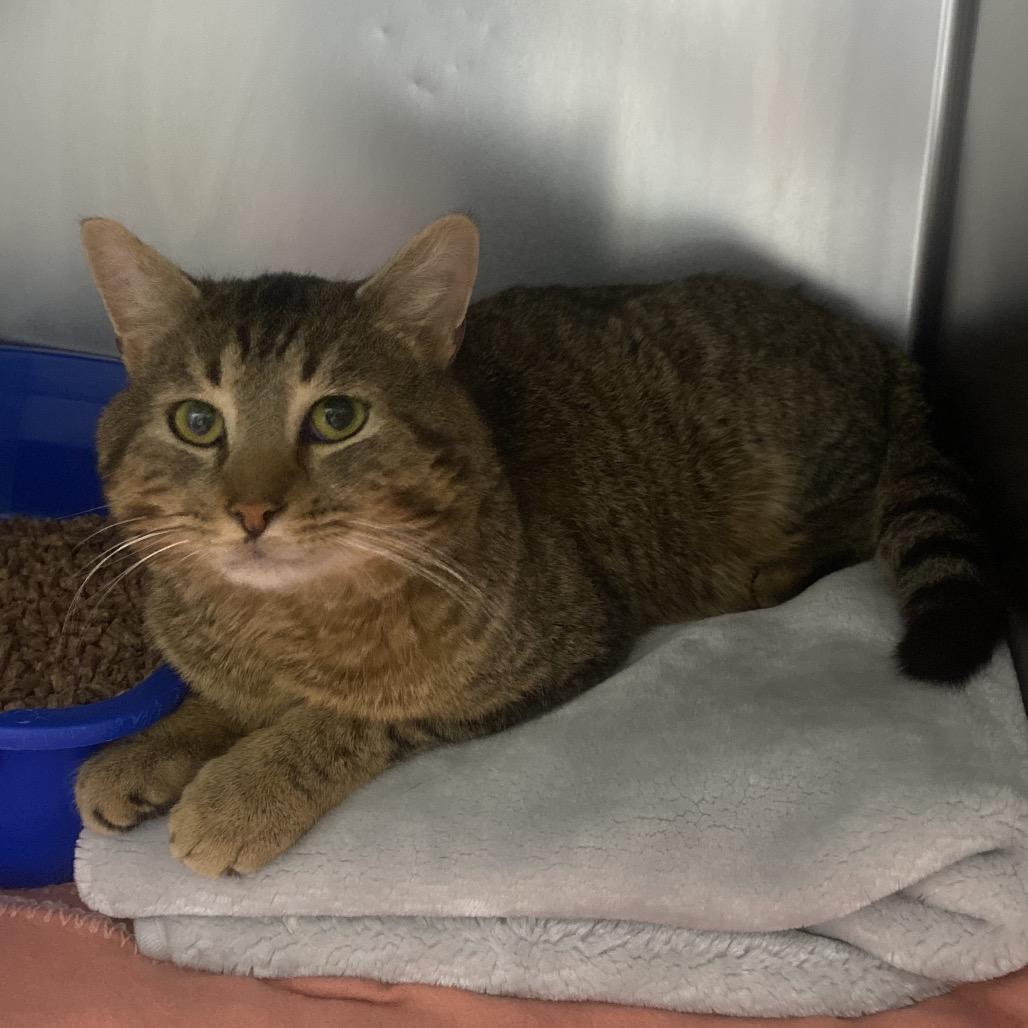 Enlarge Slappy, a Adoptable Domestic Short Hair in Canastota, NY image 2/2