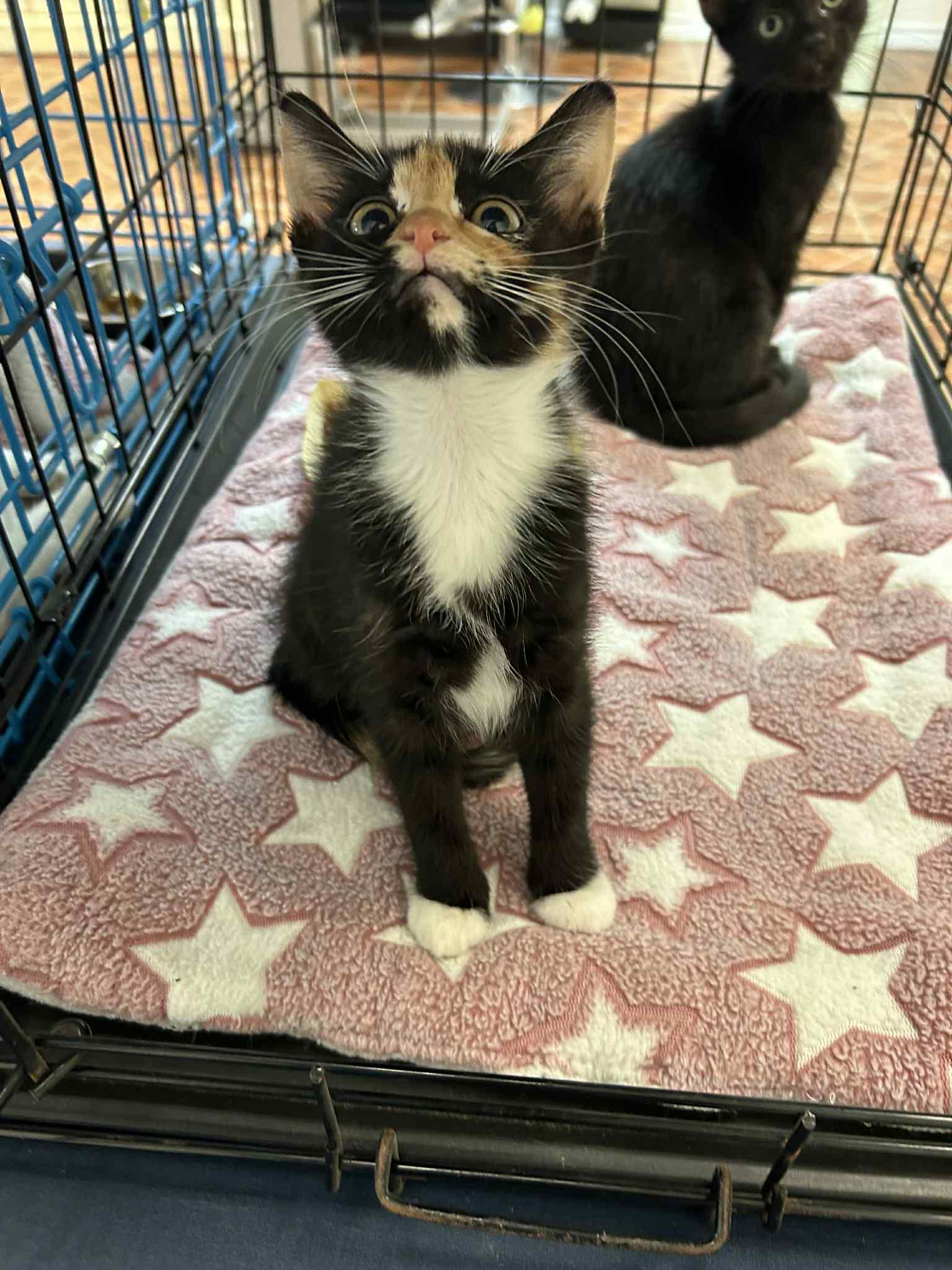 Flicker and Lucky13 (Bonded pair)