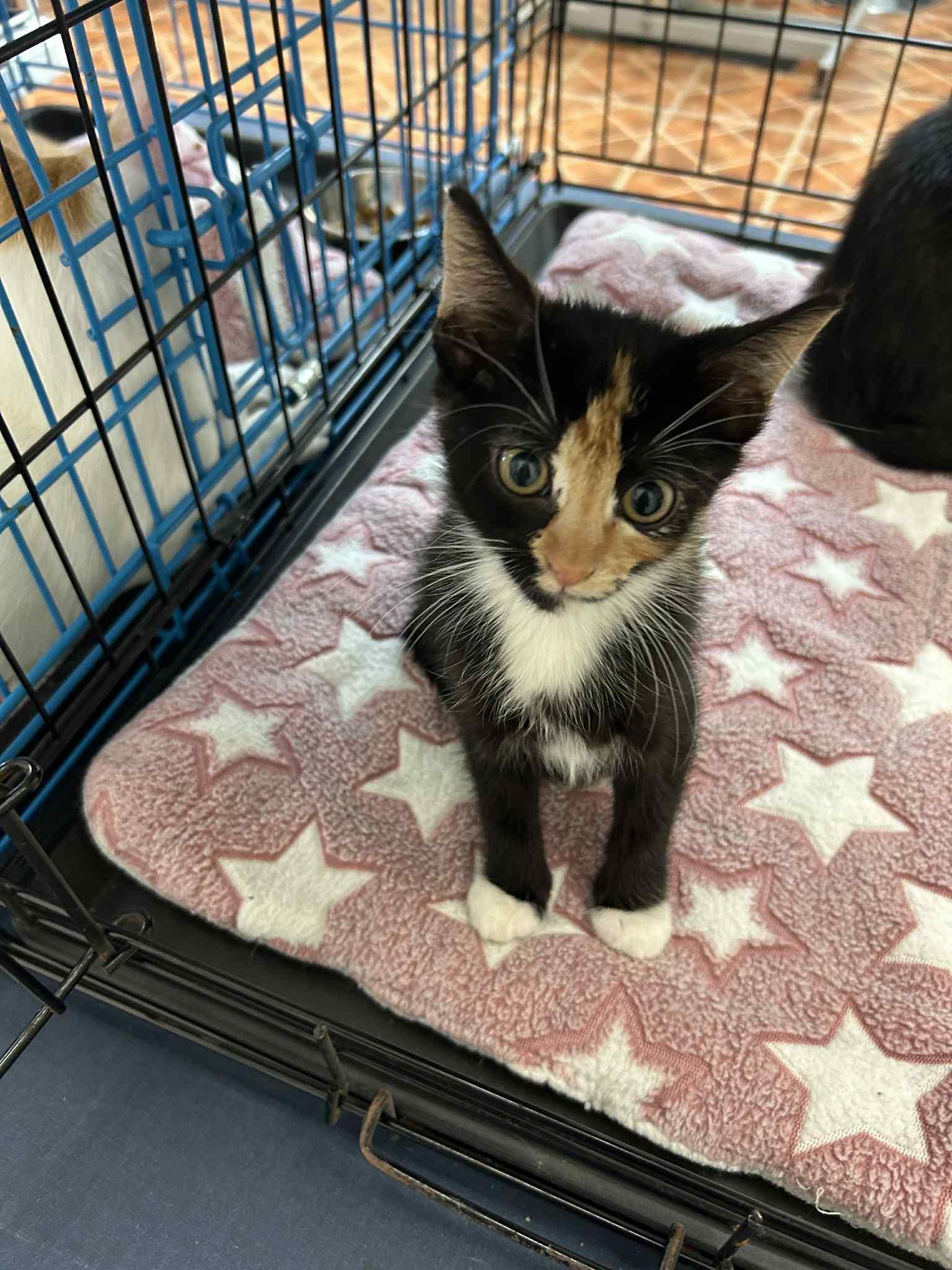 Flicker and Lucky13 (Bonded pair)