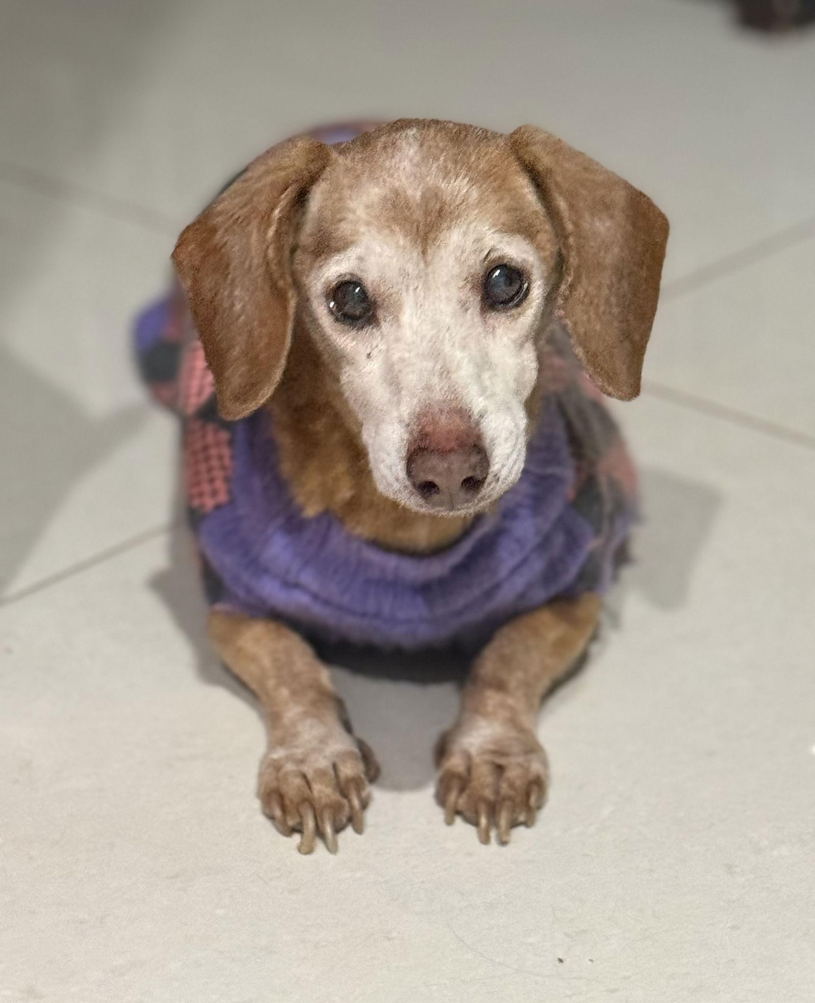 Nova2, Adopted, Senior Male Dachshund.