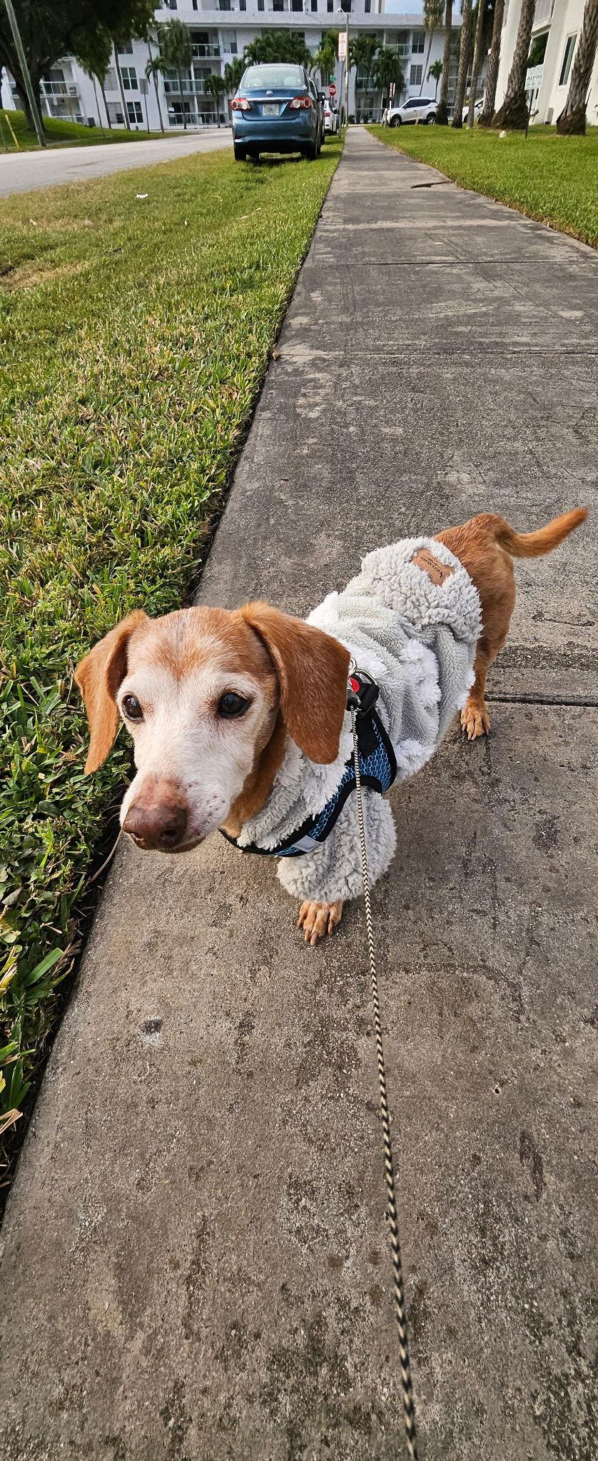 Enlarge Nova2, a Adopted Dachshund in West Columbia, SC image 2/3