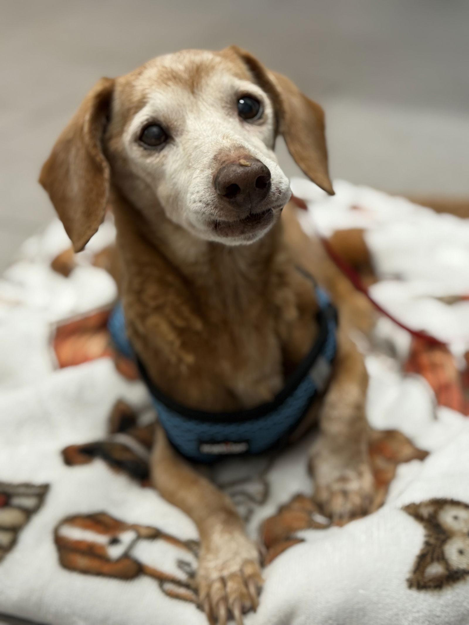 Enlarge Nova2, a Adopted Dachshund in West Columbia, SC image 3/3