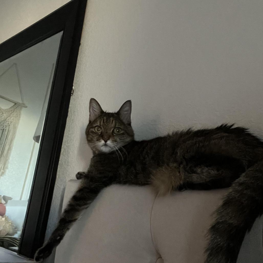 Kea, Adoptable, Senior Female Domestic Medium Hair.