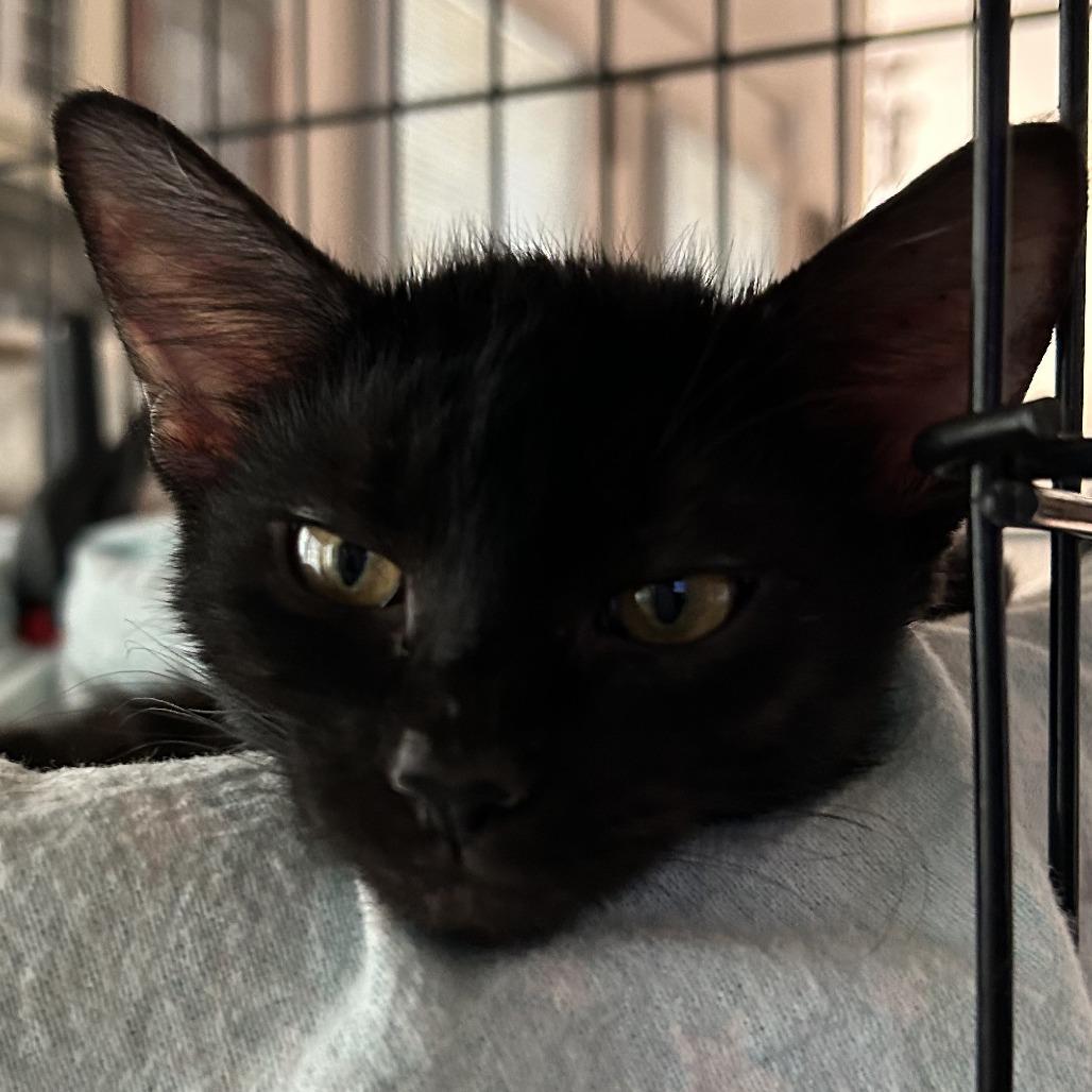 F-Sophie, Adoptable, Young Female Domestic Medium Hair.