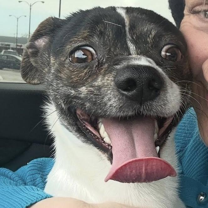 Panda, Adoptable, Adult Male Boston Terrier & Chihuahua.