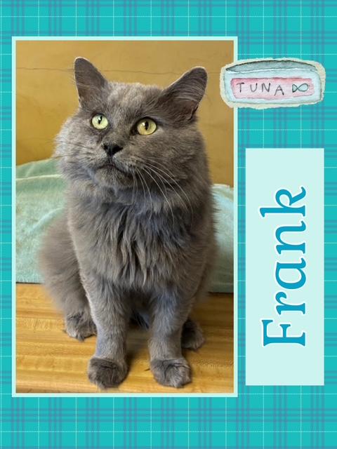 Frank, a Adoptable Domestic Long Hair in Kearney, NE image 2/2