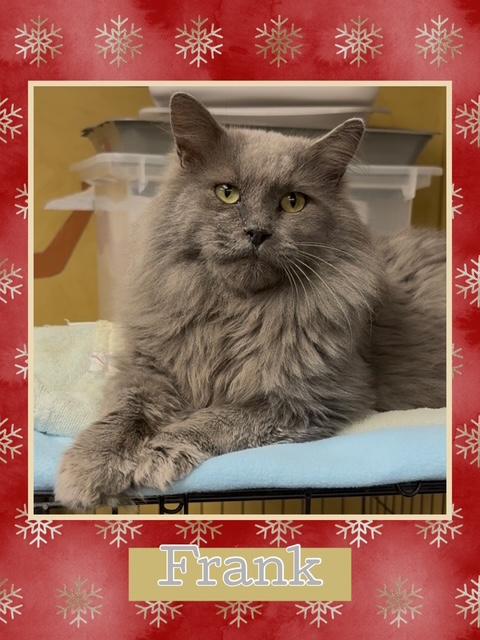 Frank, Adoptable, Adult Male Domestic Long Hair.