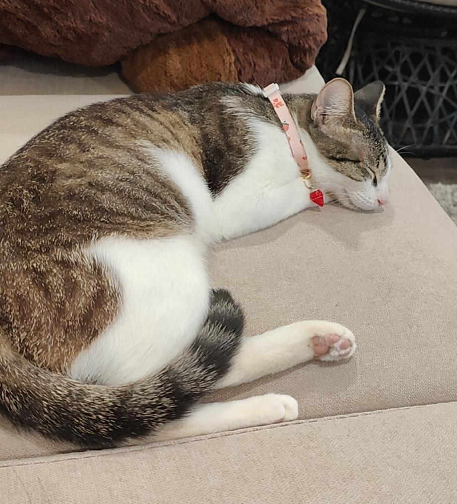 Mamacita, Adoptable, Adult Female Domestic Short Hair.