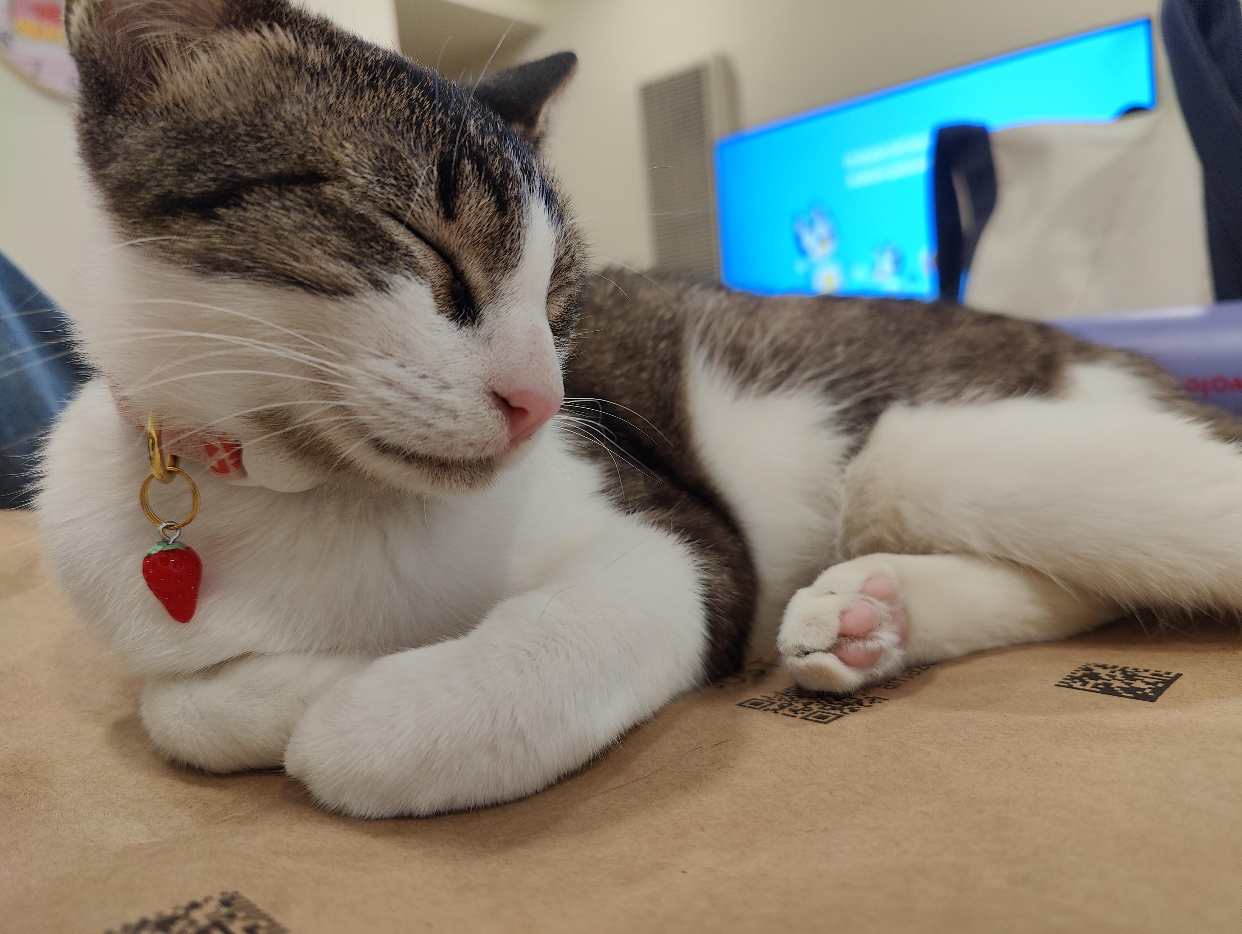 Mamacita, a Adoptable Domestic Short Hair in Sherman Oaks, CA image 2/5