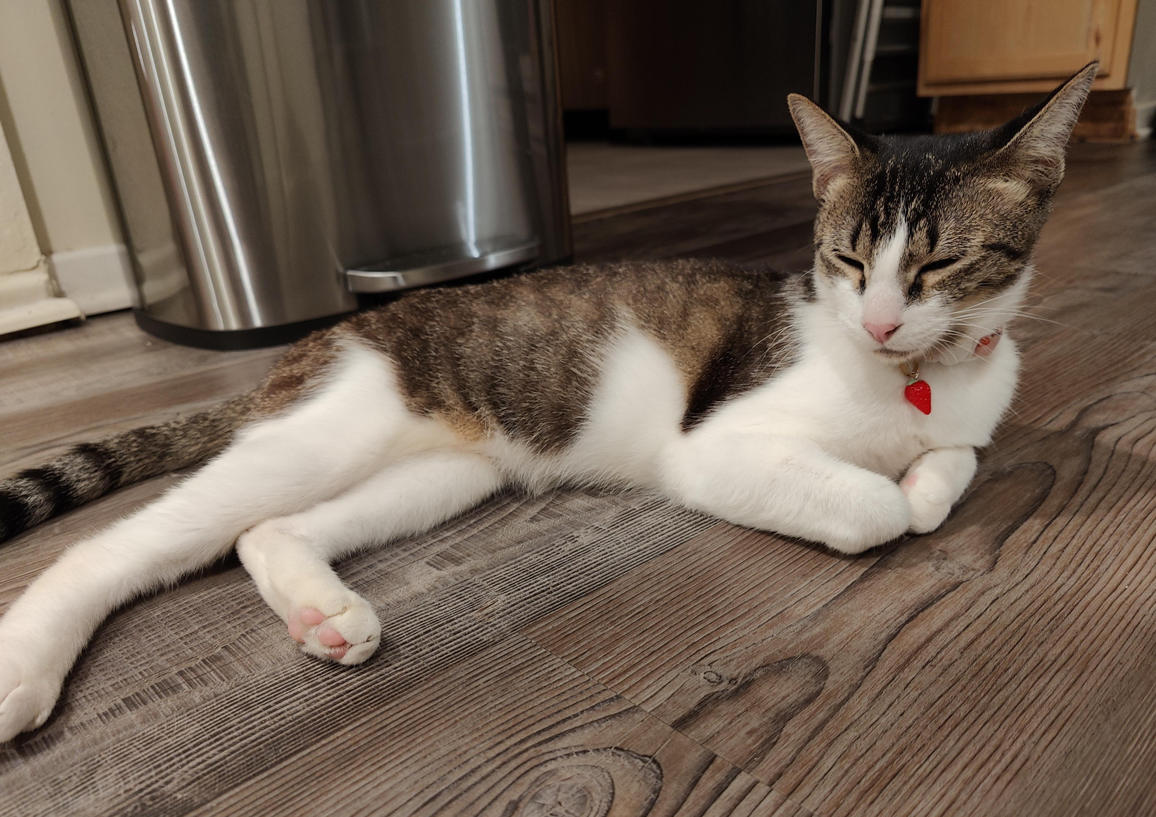 Mamacita, a Adoptable Domestic Short Hair in Sherman Oaks, CA image 3/5