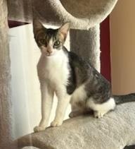 Mamacita Domestic Short Hair Cat