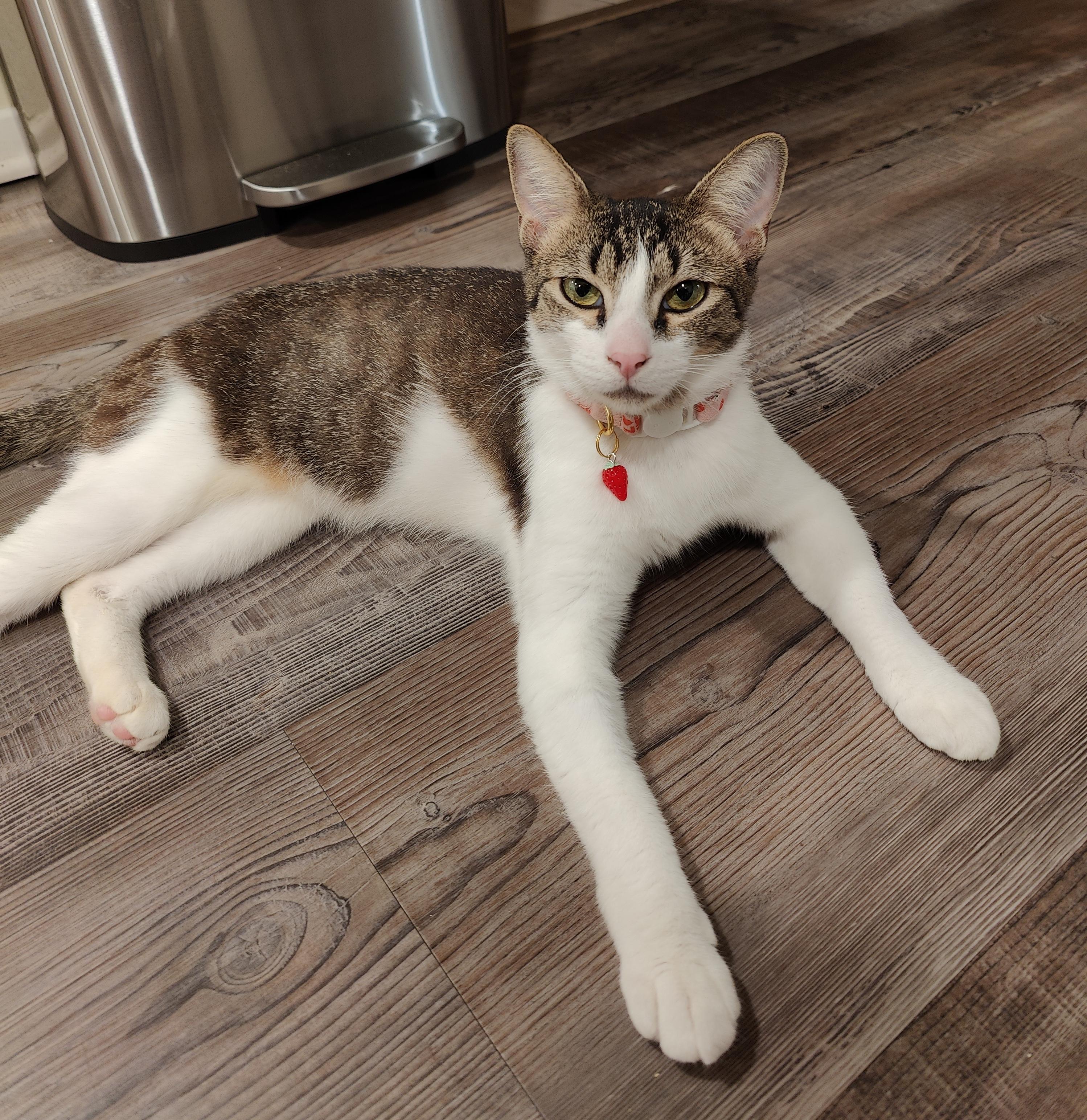 Mamacita, a Adoptable Domestic Short Hair in Sherman Oaks, CA image 4/5