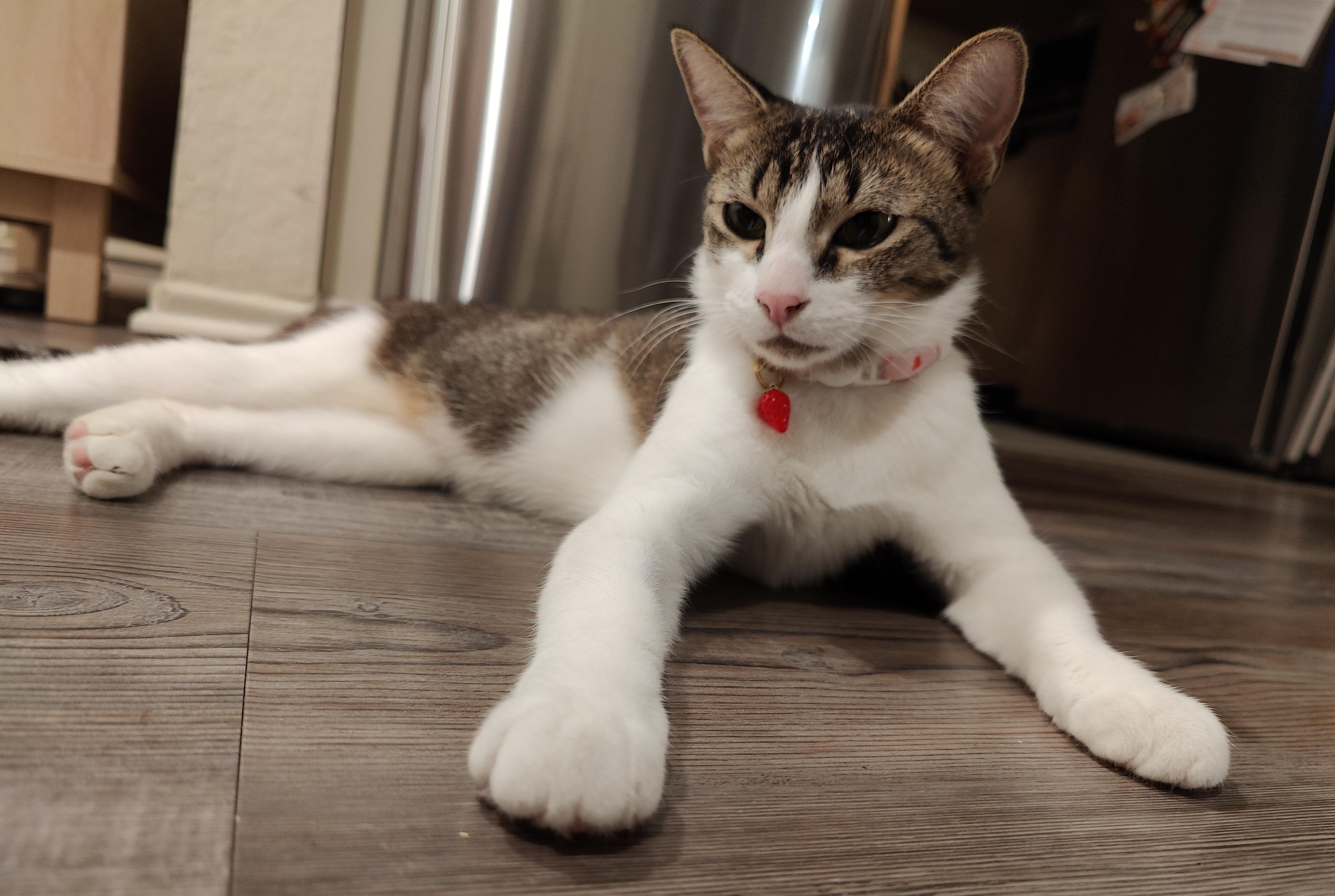 Mamacita, a Adoptable Domestic Short Hair in Sherman Oaks, CA image 5/5