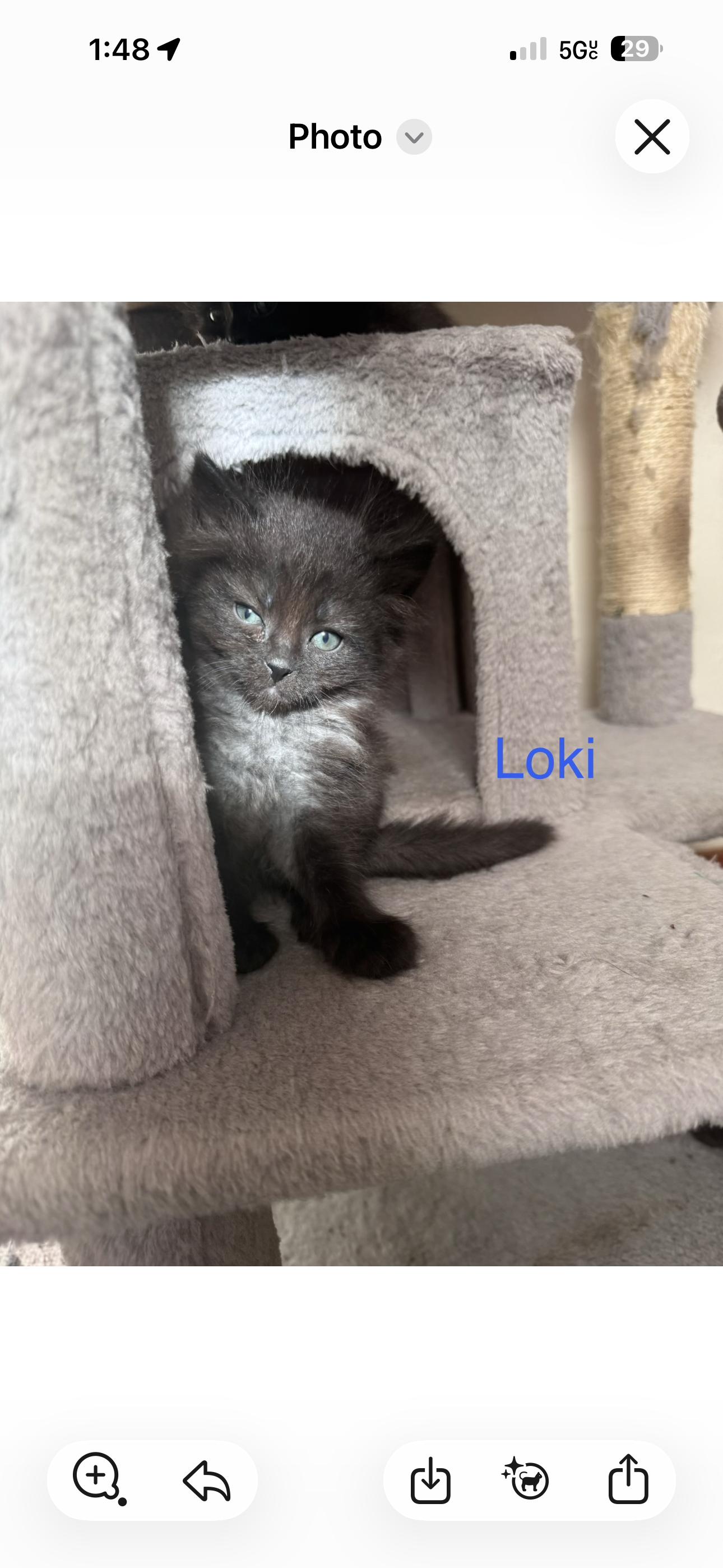 Enlarge LOKI II.- 9 pack, an adopted Domestic Short Hair in Pittsburgh, PA image 1/2