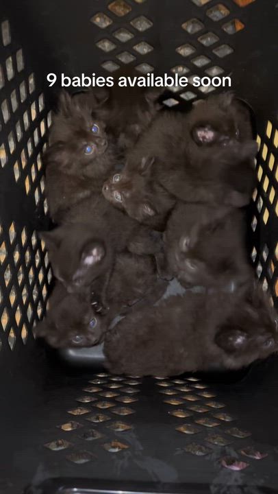 Enlarge LOKI II.- 9 pack, an adopted Domestic Short Hair in Pittsburgh, PA video 2/2