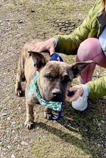 Henry, a Adoptable Mountain Cur in Manchester, CT image 1/2