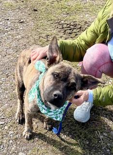 Henry, a Adoptable Mountain Cur in Manchester, CT image 2/2