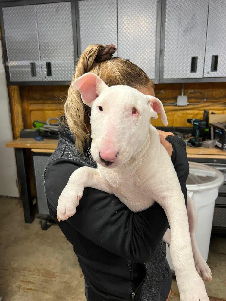 Haagen Dawgs aka Possum, Adopted, Puppy Male Bull Terrier.