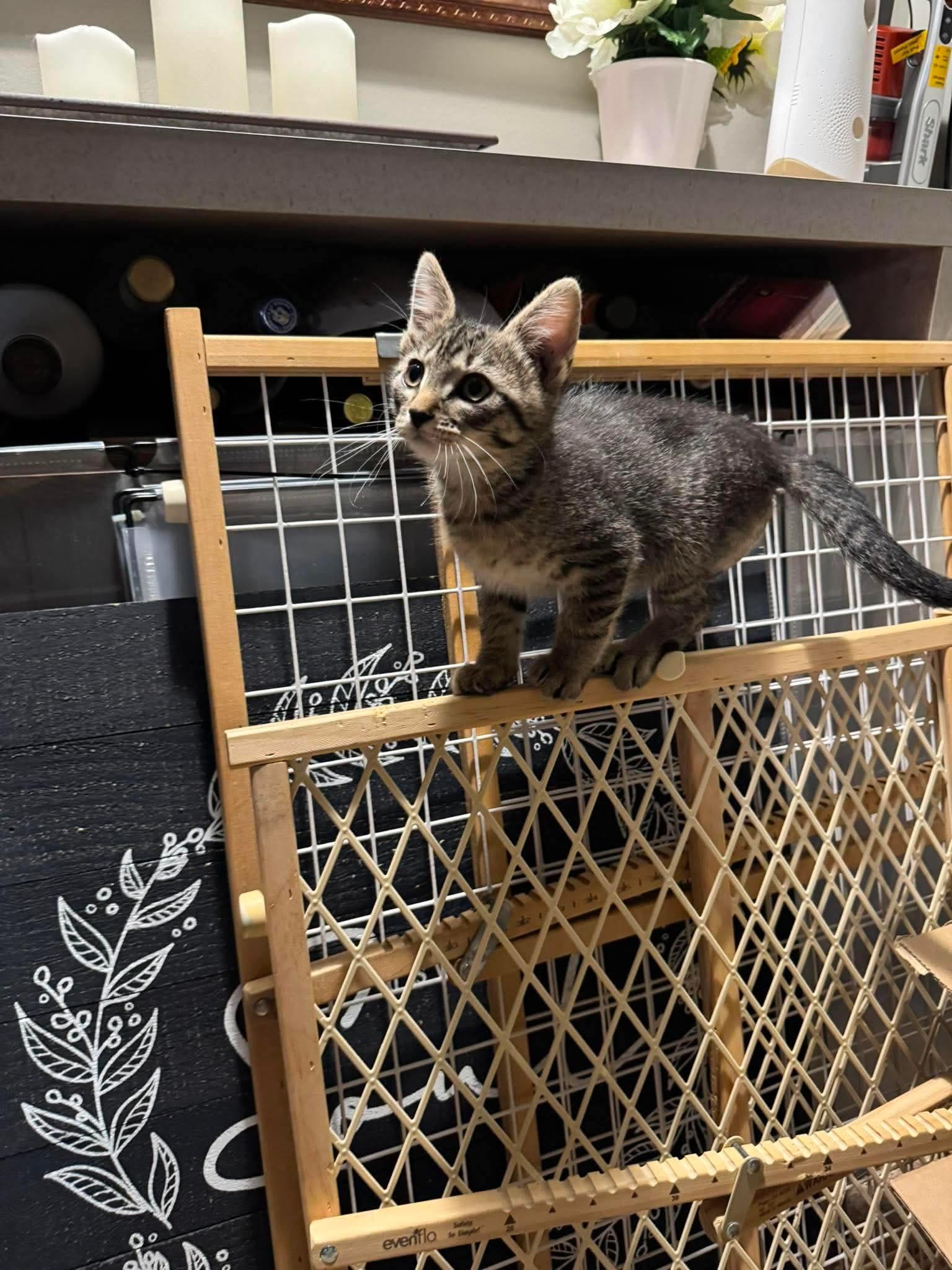 Diesel, Adoptable, Kitten Male Tabby & Domestic Short Hair.