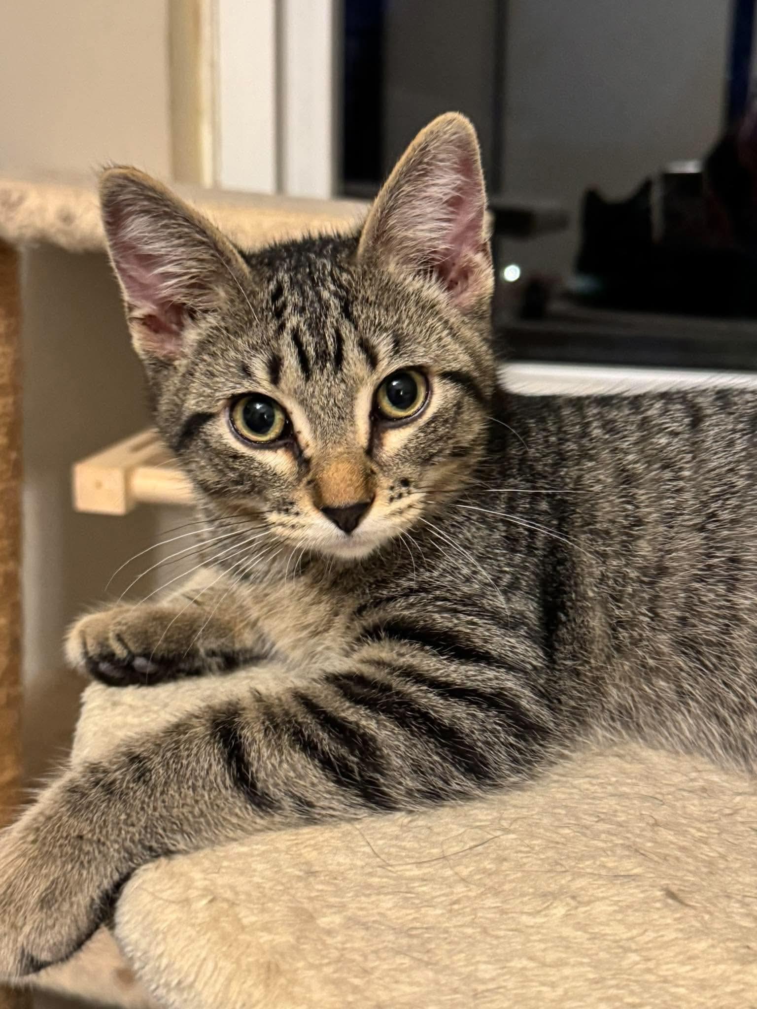 Enlarge Diesel, a Adoptable mixed breed in Minneapolis, MN image 3/3