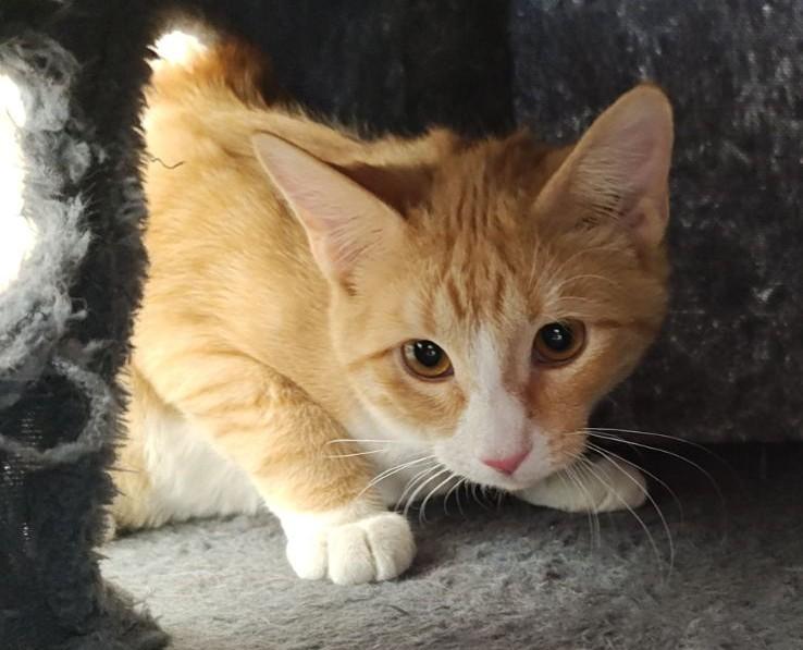 Mango, an adoptable Domestic Short Hair in Wahpeton, ND image 1/4