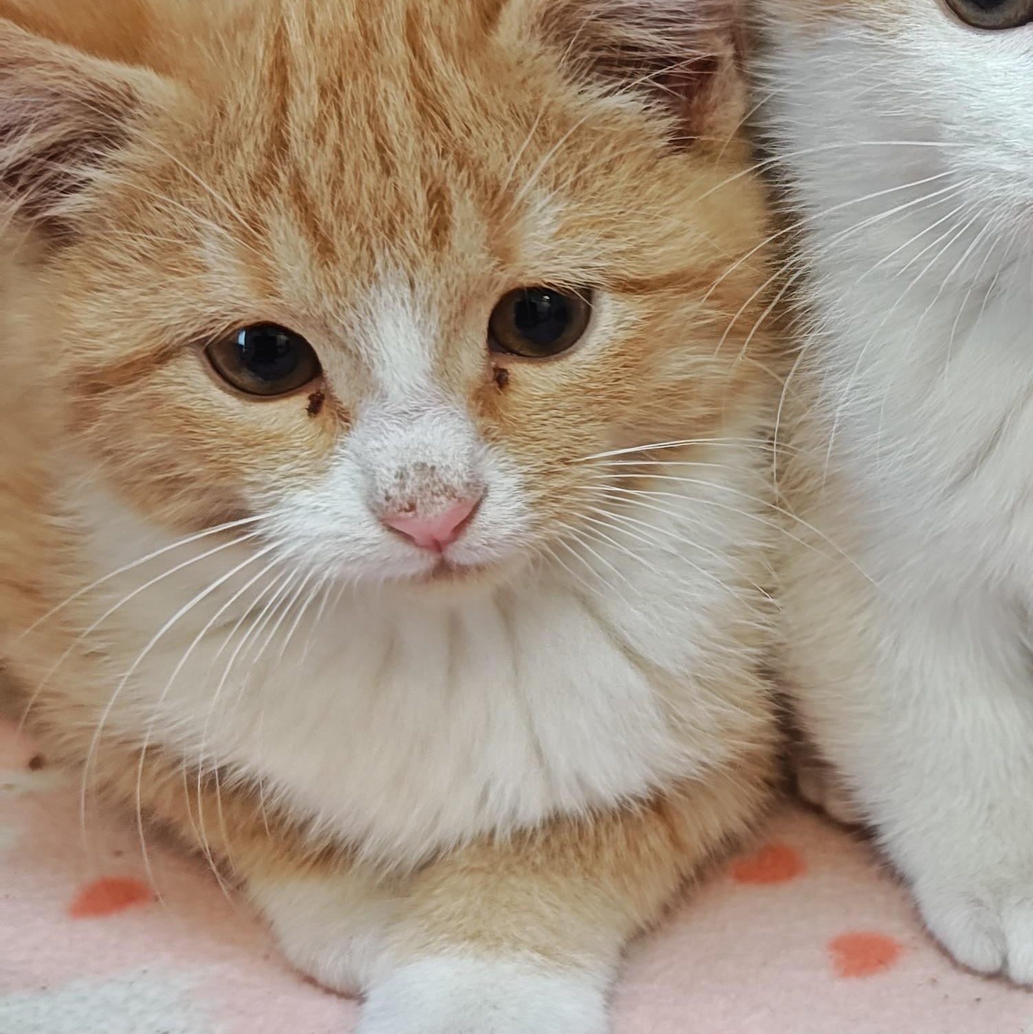 Mango, Adoptable, Young Male Domestic Short Hair.