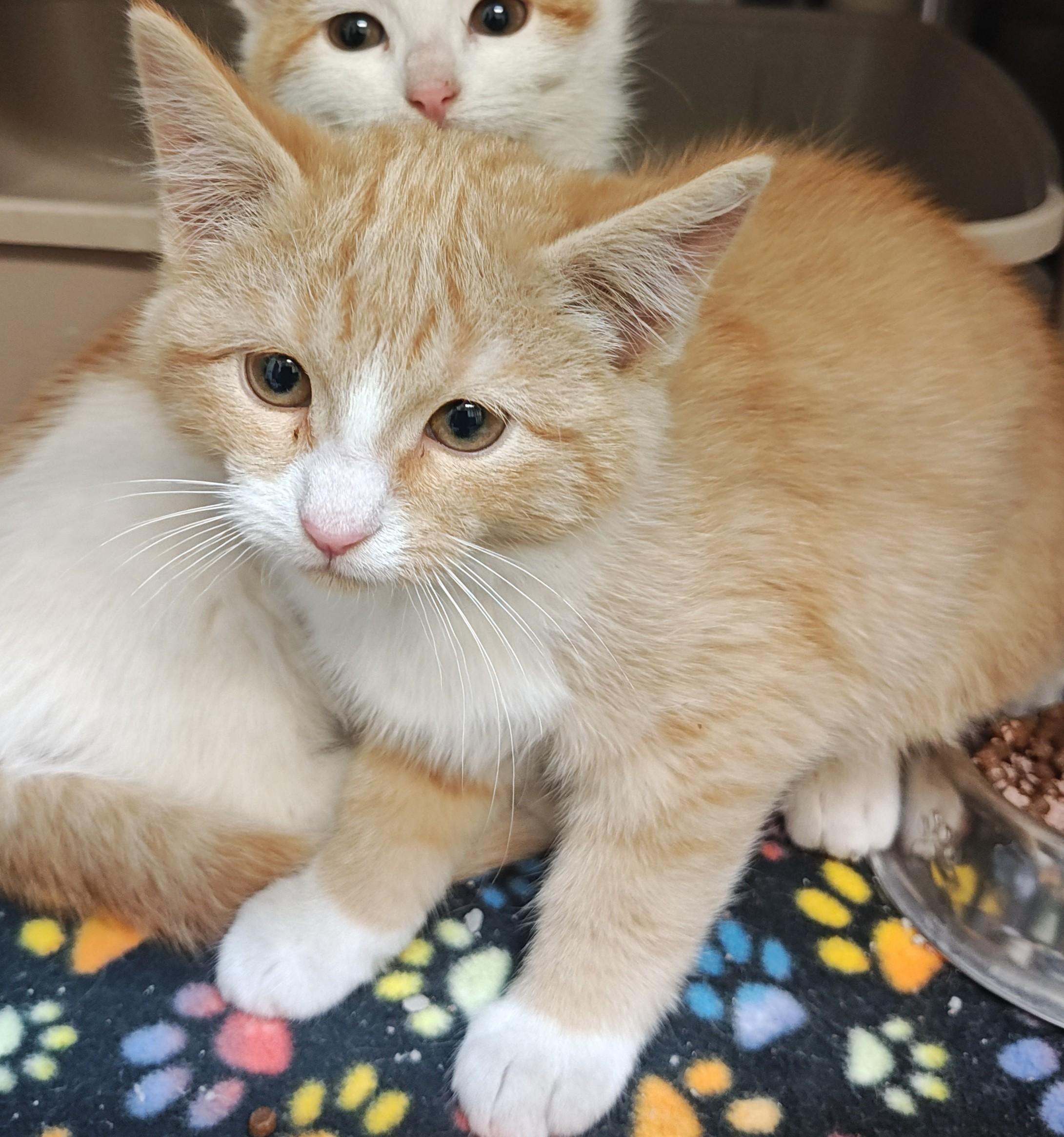 Mango, a Adoptable Domestic Short Hair in Wahpeton, ND image 2/2