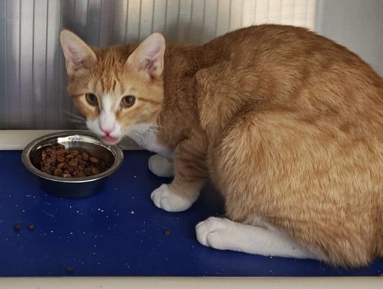 Mango, an adoptable Domestic Short Hair in Wahpeton, ND image 4/4