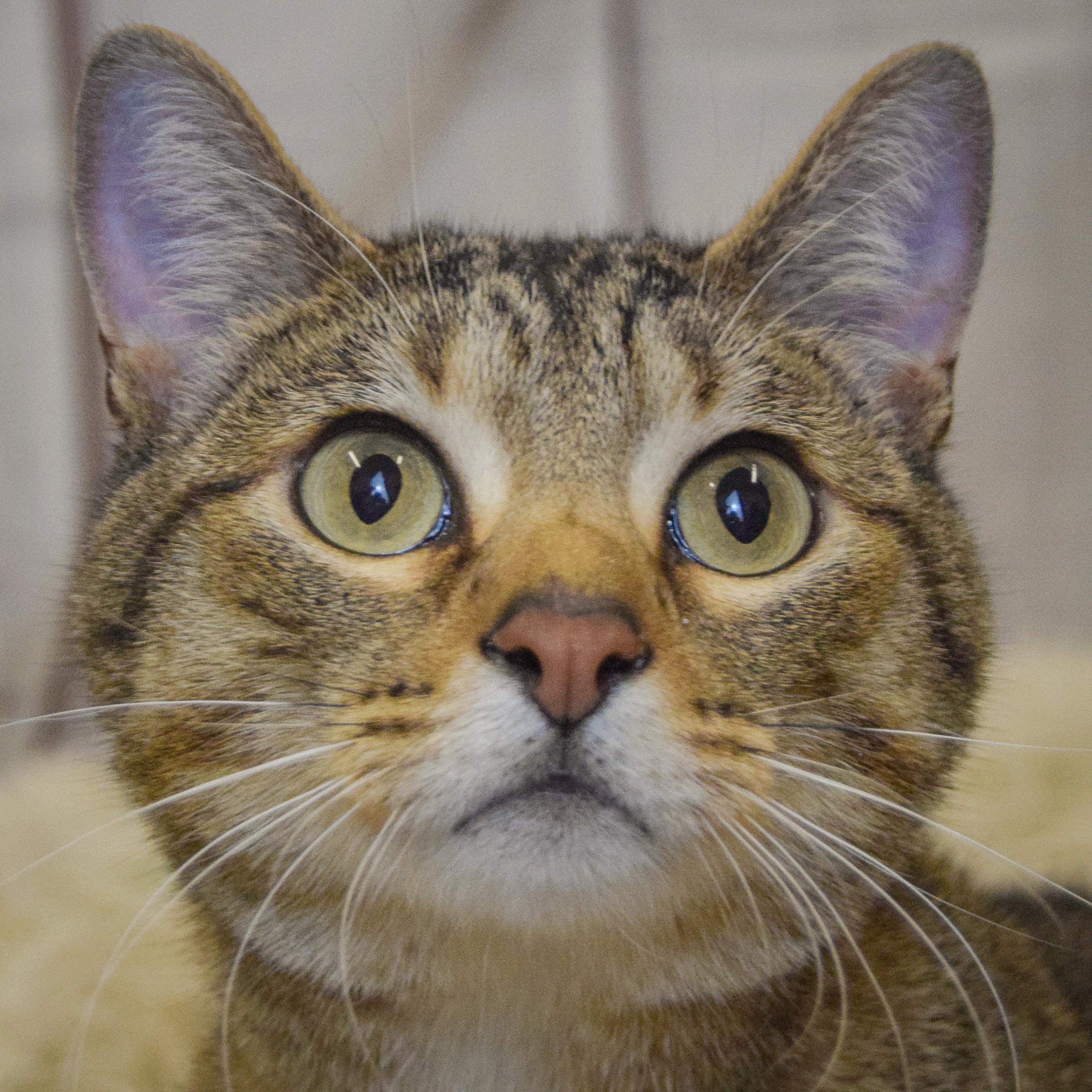 Jacey, adoptable, Young Female Tabby & Domestic Short Hair.
