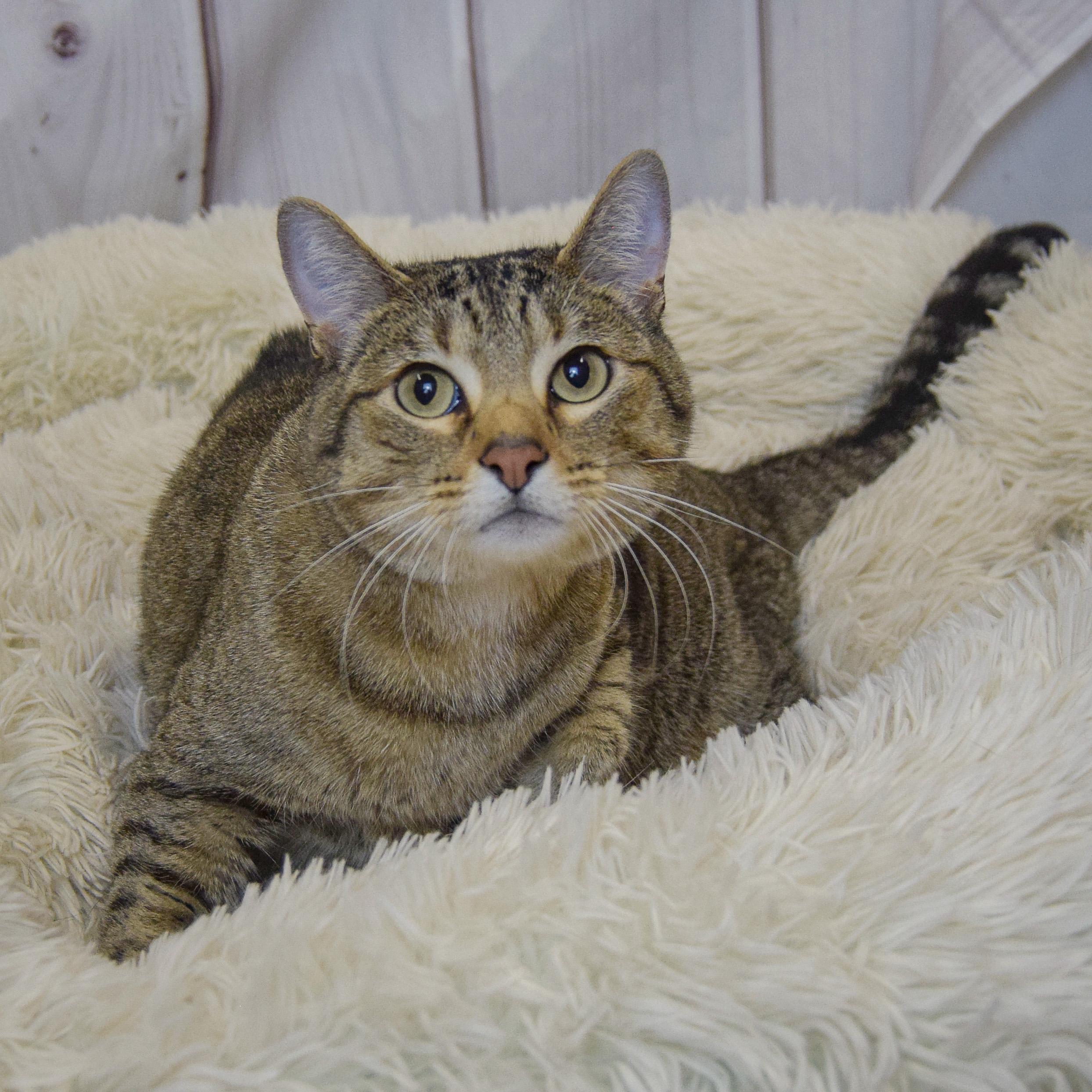 Enlarge Jacey, an adoptable mixed breed in Huntley, IL image 3/4
