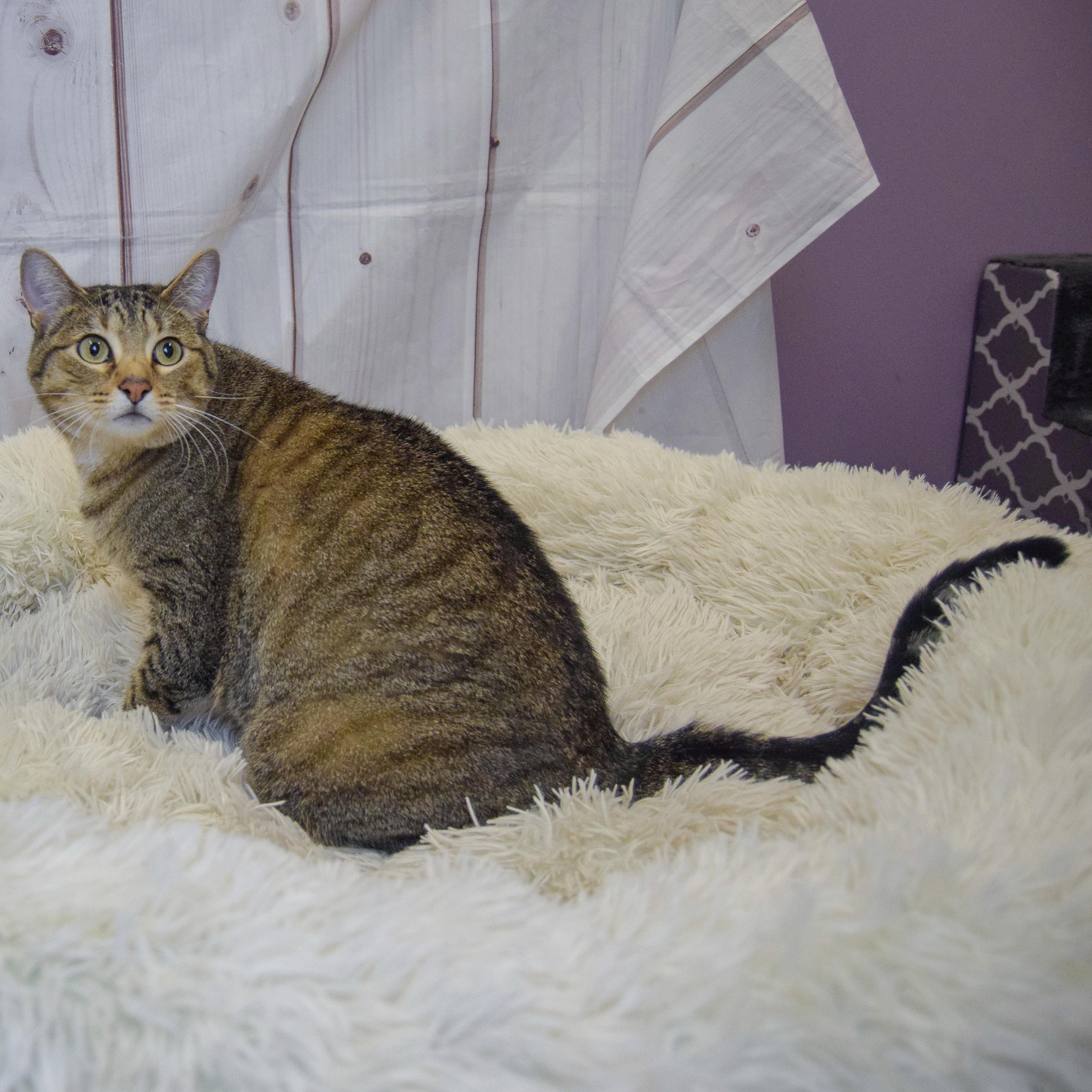 Enlarge Jacey, an adoptable mixed breed in Huntley, IL image 2/4