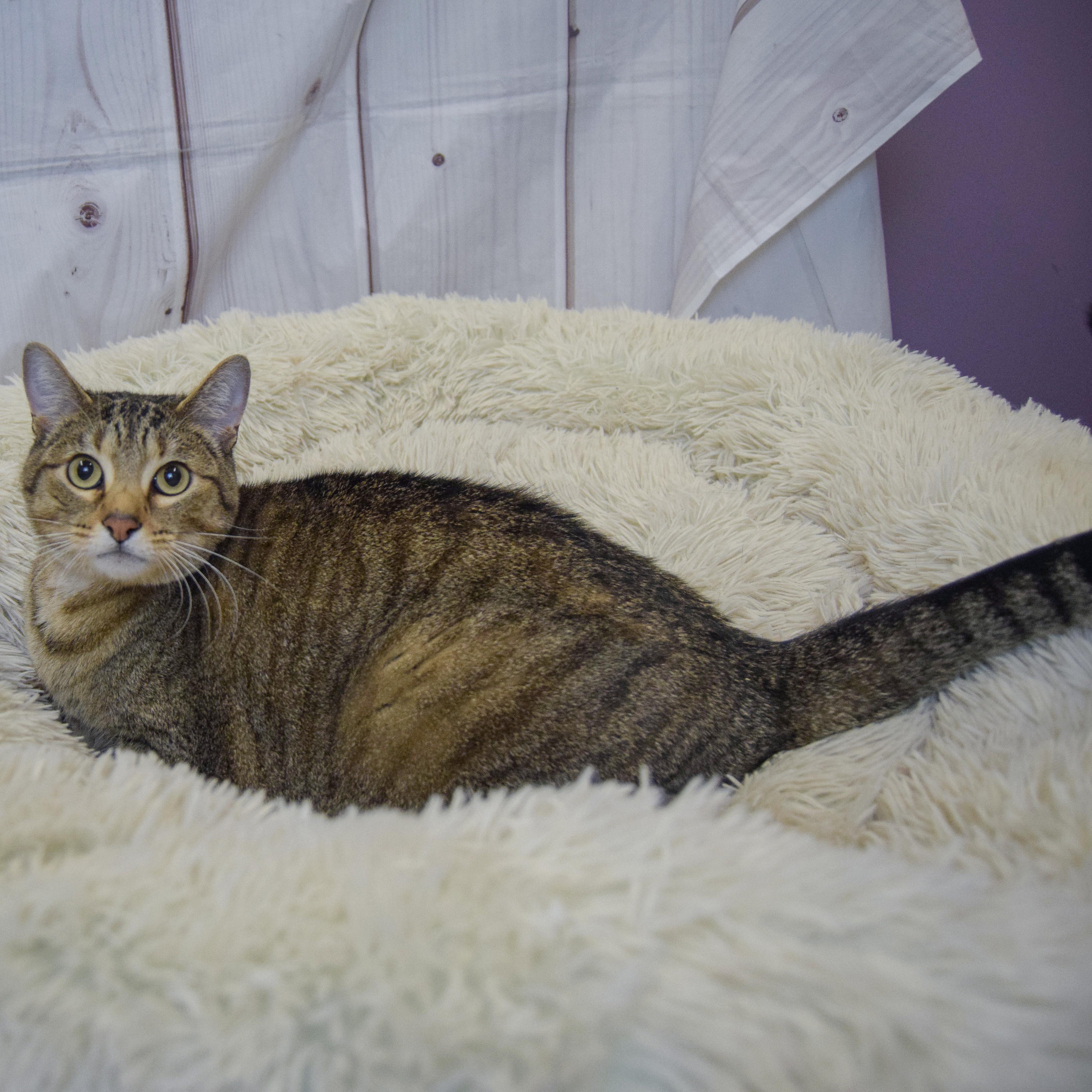 Enlarge Jacey, an adoptable mixed breed in Huntley, IL image 4/4