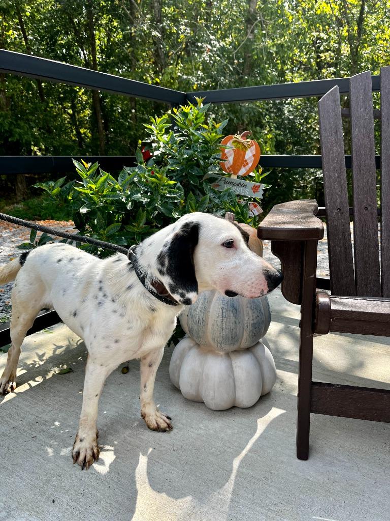 Sailor, a Adoptable mixed breed in Lawrenceburg, TN image 4/4