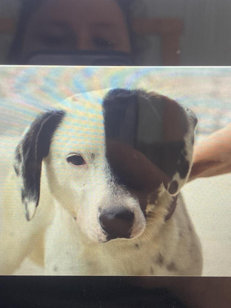 Sailor, Adoptable, Adult Male Hound & Terrier.