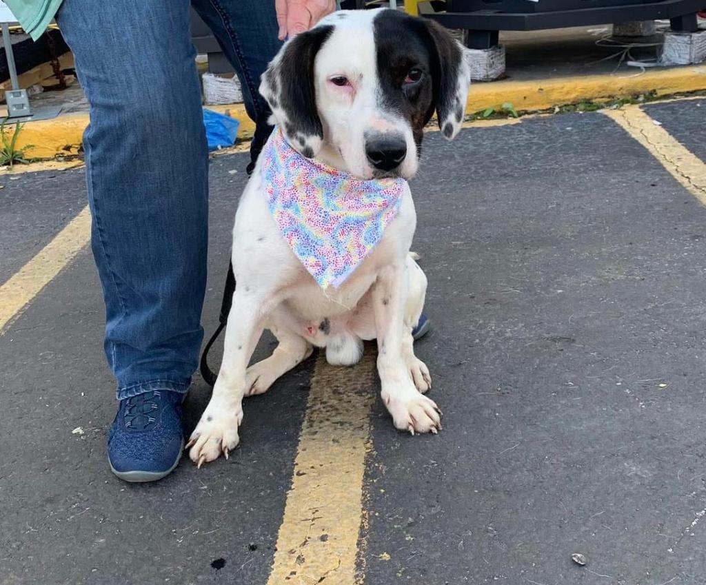 Enlarge Sailor, a Adoptable mixed breed in Lawrenceburg, TN image 2/4