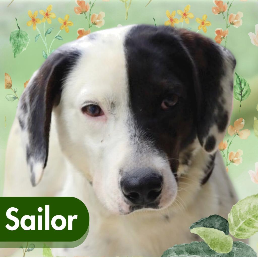 Enlarge Sailor, a Adoptable mixed breed in Lawrenceburg, TN image 4/4