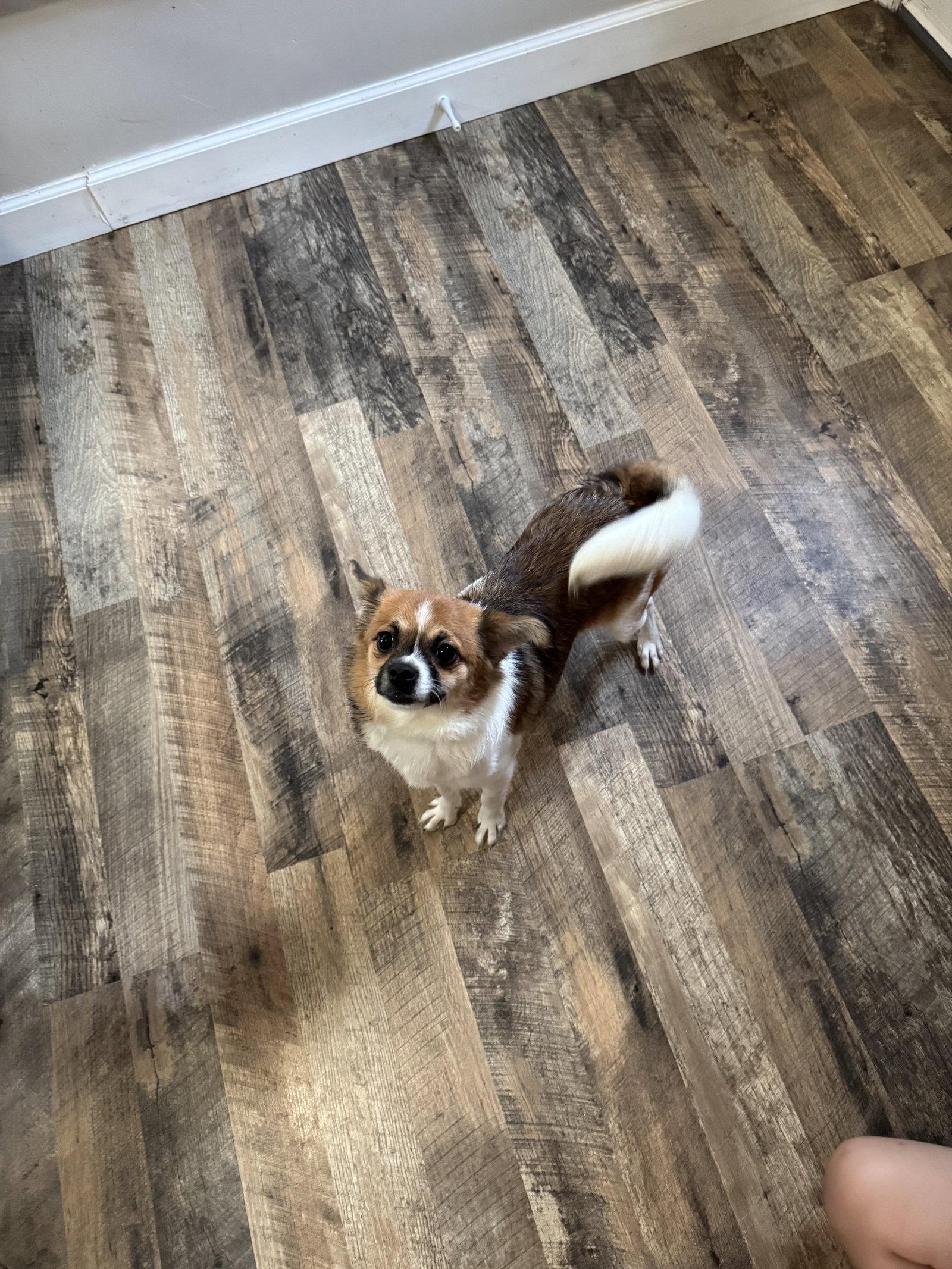 Enlarge BENNY, a Adopted mixed breed in Fenton, MO image 1/3