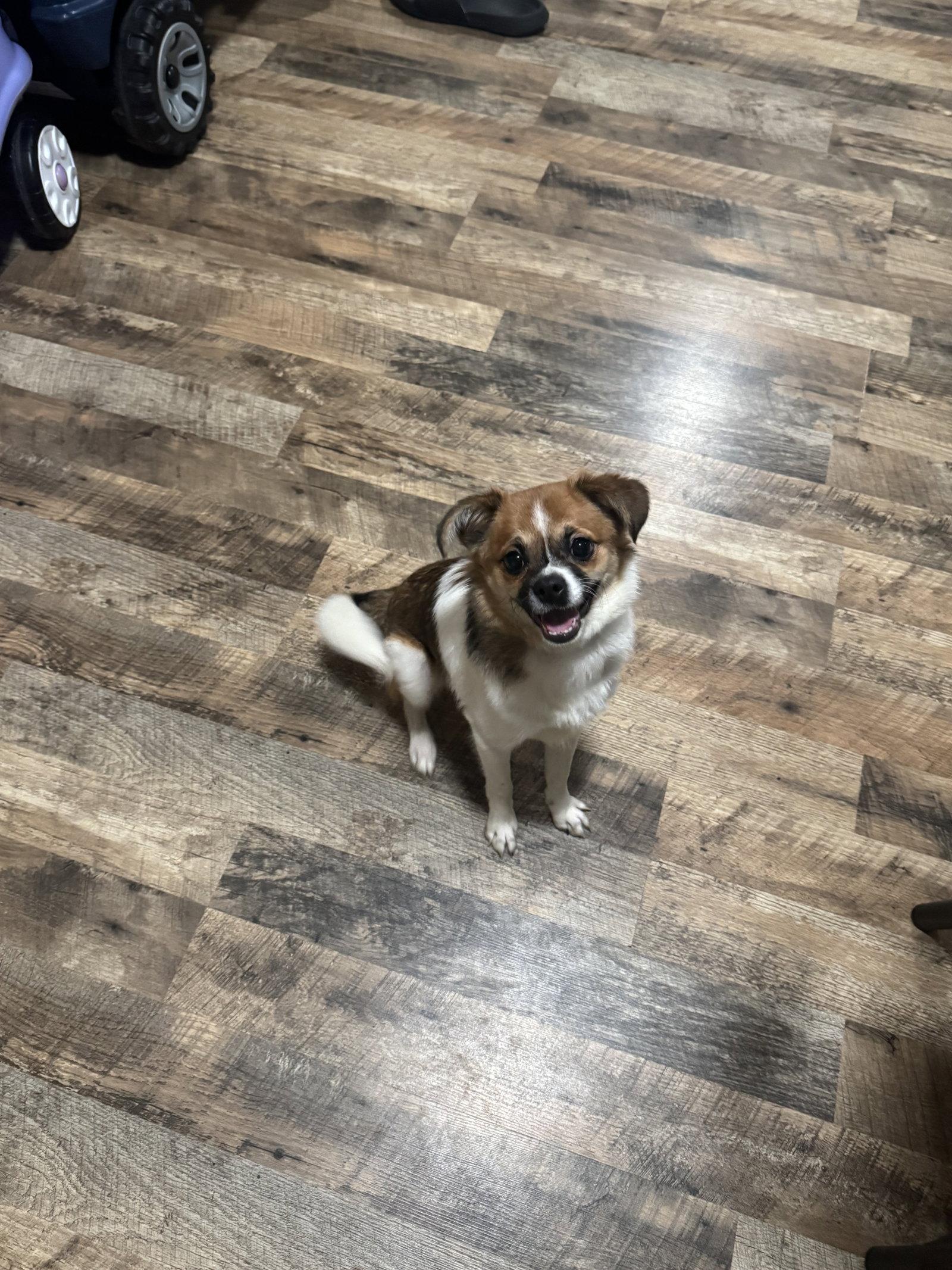 Enlarge BENNY, a Adopted mixed breed in Fenton, MO image 2/3